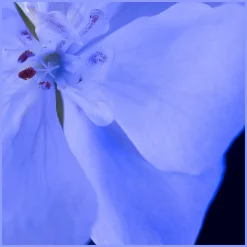 Yves Saint Laurent Y 60ml Eau de Parfum - Herenparfum - bloem