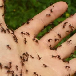 Vapona Natural Mierenpoeder