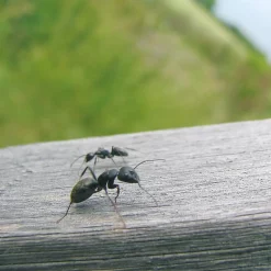 HG Mierenpoeder 75 gram - Dood het gehele nest!