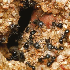 HG Mierenpoeder 75 gram - Dood het gehele nest!