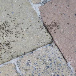 HG Spray tegen Mieren 400ml - Langdurig Mierenvrij