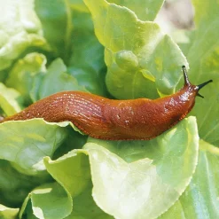 HG natuurvriendelijke korrels tegen slakken