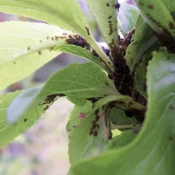 HG spray tegen bladluizen