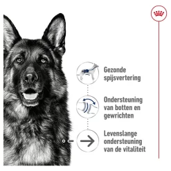 Royal Canin Maxi Ageing 8 Plus Hondenvoer 3kg Voor Senior Honden