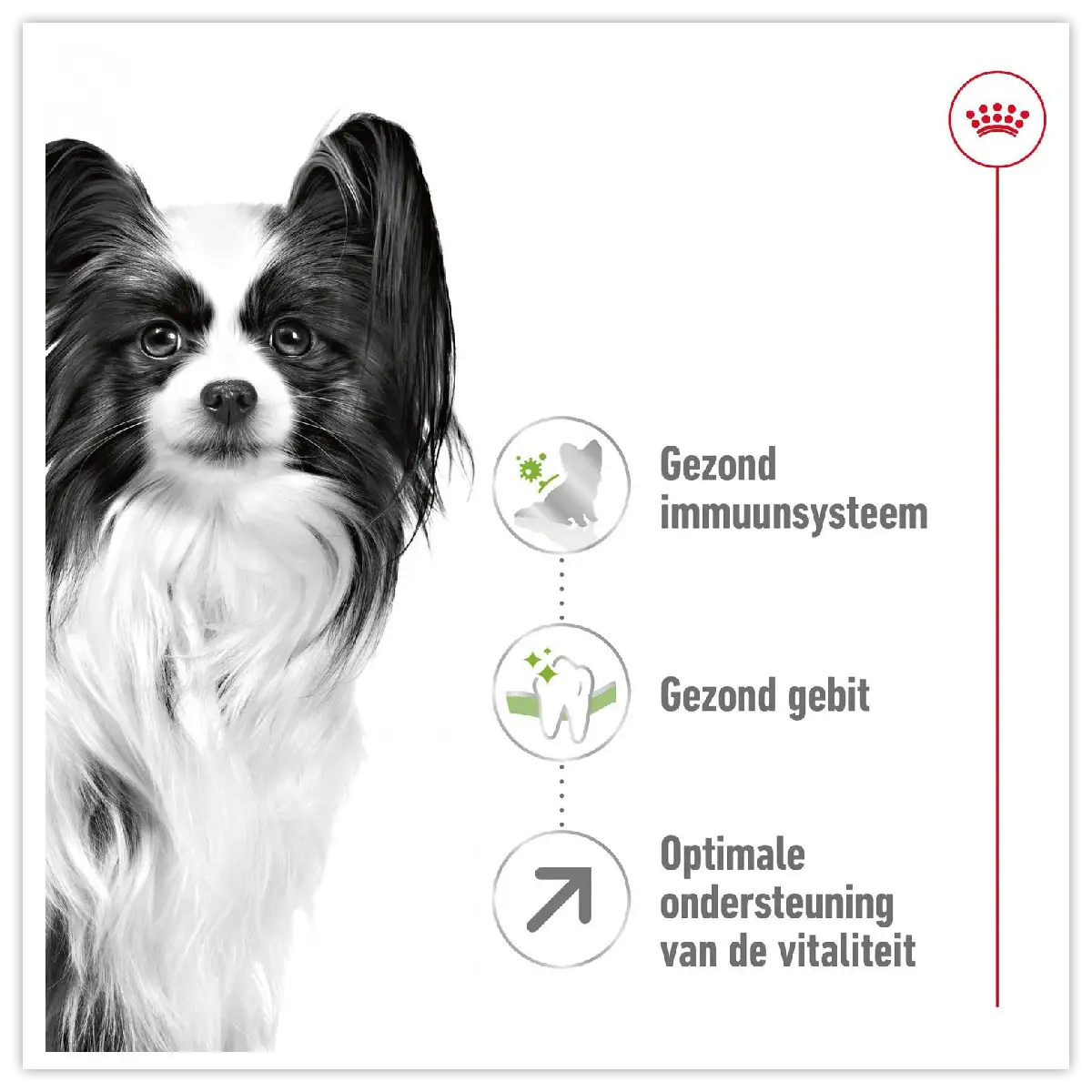 Royal Canin X-Small Adult 8+ Premium hondenvoer voor kleine senioren 3kg 8 Royal Canin X-Small Adult 8+ Premium hondenvoer voor kleine senioren 3kg - Afbeelding 6