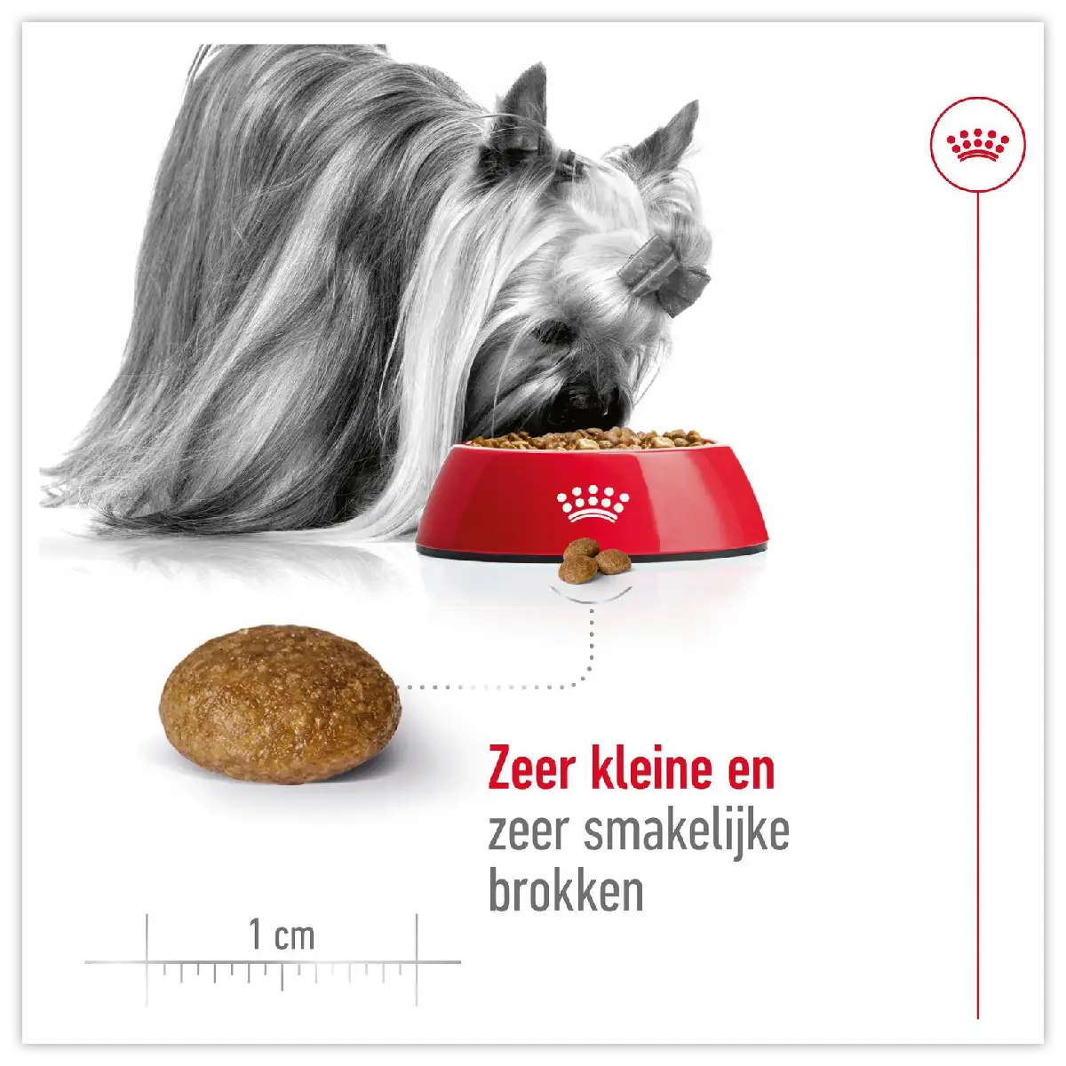 Royal Canin X-Small Adult 8+ Premium hondenvoer voor kleine senioren 3kg 6 Royal Canin X-Small Adult 8+ Premium hondenvoer voor kleine senioren 3kg - Afbeelding 4