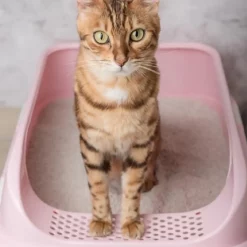 HG tegen kattenbakgeur 500ml Fris & Veilig voor elk huis