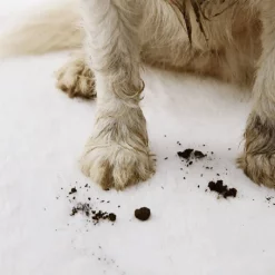 HG Pet Wipes sfeer